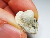 shark tooth Ptychodus mammillaris - Cretaceous (Kansas)