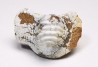 shark tooth Ptychodus mammillaris - Cretaceous (Kansas)