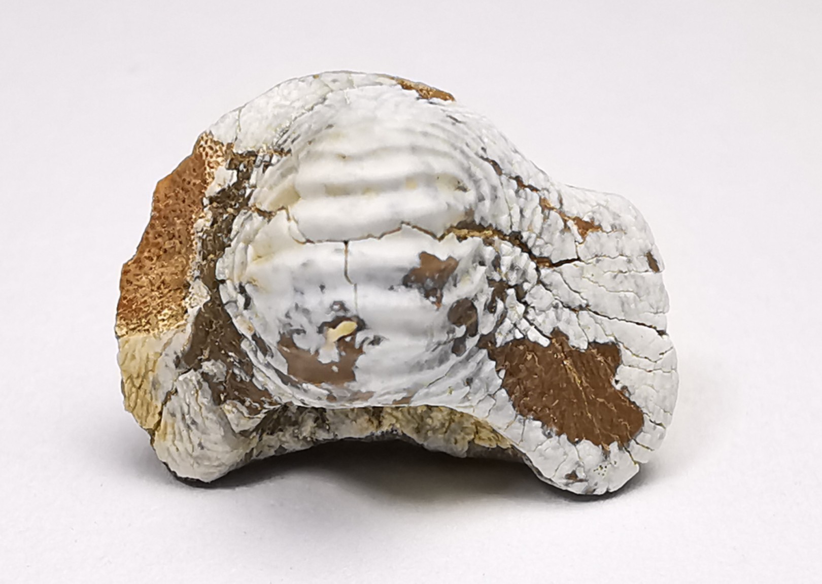 shark tooth Ptychodus mammillaris - Cretaceous (Kansas)