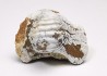 shark tooth Ptychodus mammillaris - Cretaceous (Kansas)