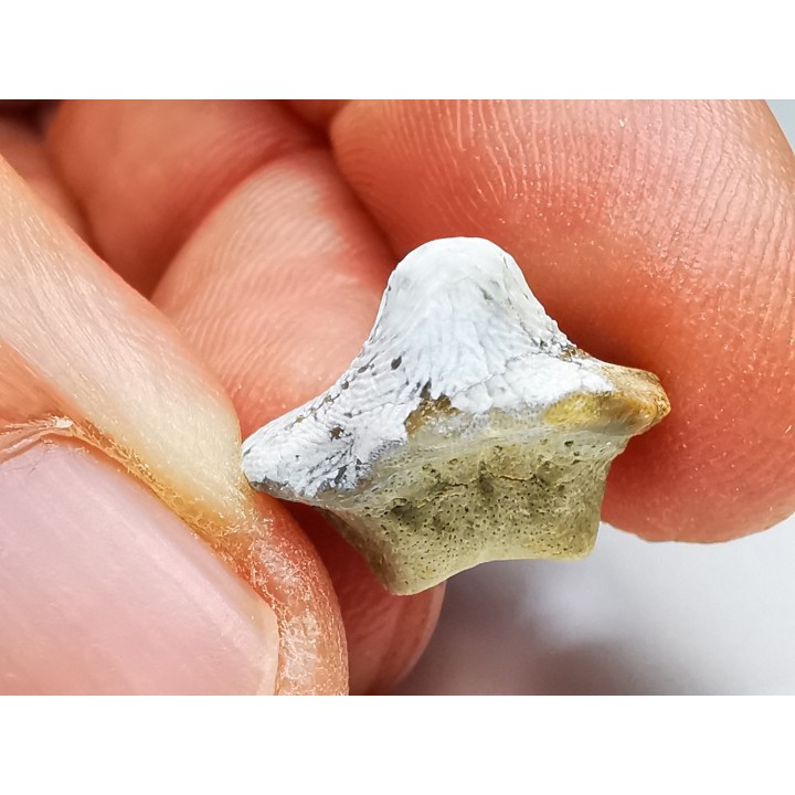 shark tooth Ptychodus mammillaris - Cretaceous (Kansas)