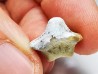 shark tooth Ptychodus mammillaris - Cretaceous (Kansas)