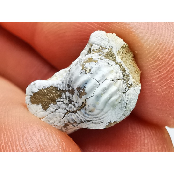 dent de requin Pychodus mammillaris - Crétacé (Kansas)