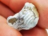 dent de requin Pychodus mammillaris - Crétacé (Kansas)
