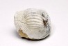 shark tooth Ptychodus mammillaris - Cretaceous (Kansas)