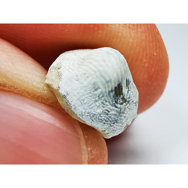 shark tooth Ptychodus mammillaris - Cretaceous (Kansas)