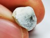 shark tooth Ptychodus mammillaris - Cretaceous (Kansas)