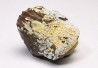 shark tooth Ptychodus whipplei - Cretaceous (Kansas)