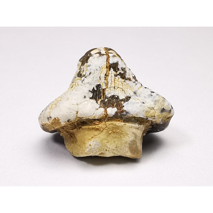 shark tooth Ptychodus whipplei - Cretaceous (Kansas)