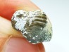 shark tooth Ptychodus whipplei - Cretaceous (Kansas)