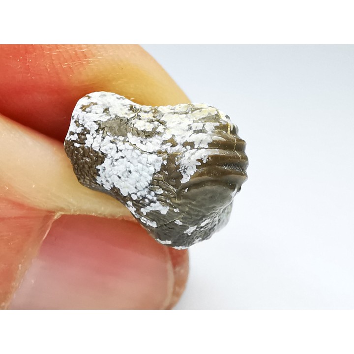 shark tooth Ptychodus whipplei - Cretaceous (Kansas)