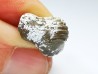 shark tooth Ptychodus whipplei - Cretaceous (Kansas)