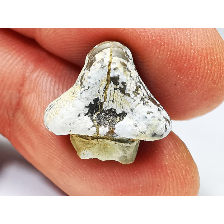 dent de requin Pychodus whipplei - Crétacé (Kansas)