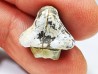 shark tooth Ptychodus whipplei - Cretaceous (Kansas)