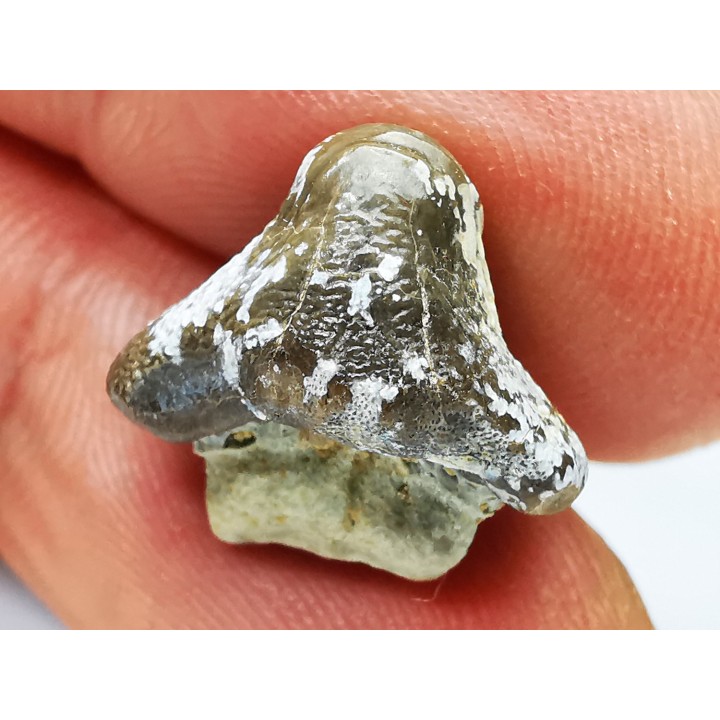 shark tooth Ptychodus whipplei - Cretaceous (Kansas)