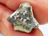 shark tooth Ptychodus whipplei - Cretaceous (Kansas)