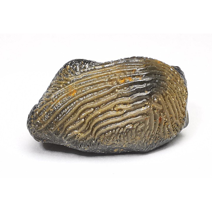 shark tooth Ptychodus decurrens - Cretaceous (Kansas)