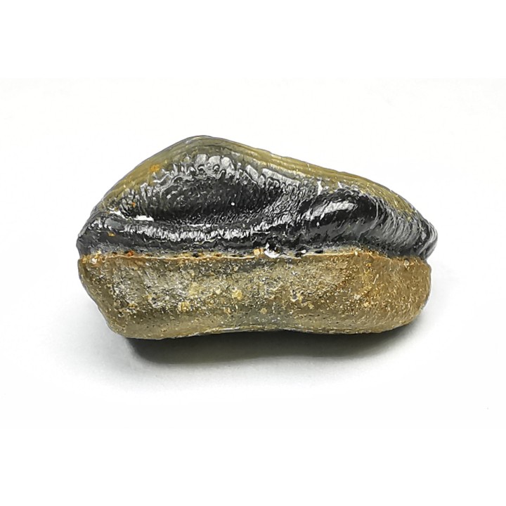 shark tooth Ptychodus decurrens - Cretaceous (Kansas)