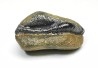 shark tooth Ptychodus decurrens - Cretaceous (Kansas)