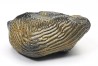 shark tooth Ptychodus decurrens - Cretaceous (Kansas)