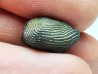 shark tooth Ptychodus decurrens - Cretaceous (Kansas)
