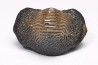 shark tooth Ptychodus decurrens - Cretaceous (Kansas)