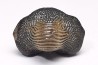 shark tooth Ptychodus decurrens - Cretaceous (Kansas)