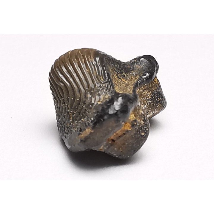 shark tooth Ptychodus decurrens - Cretaceous (Kansas)