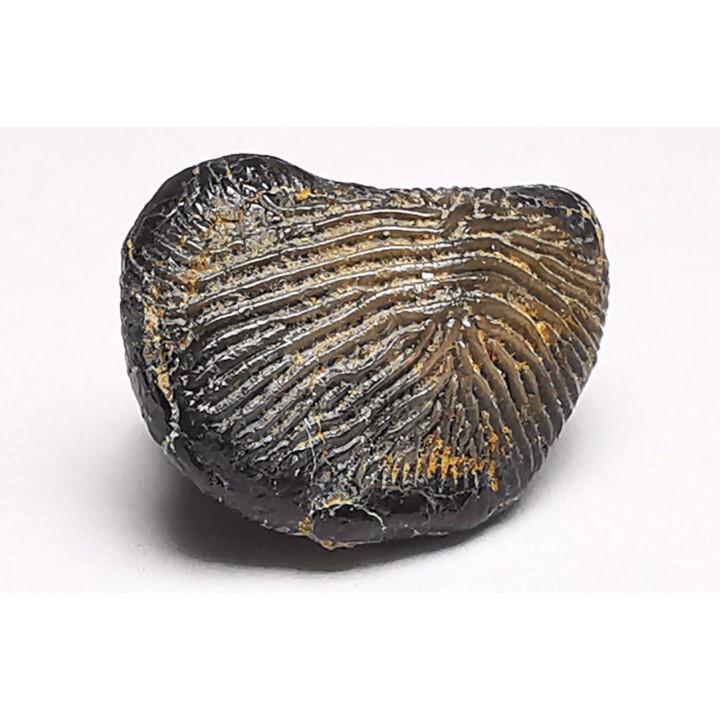 shark tooth Ptychodus decurrens - Cretaceous (Kansas)