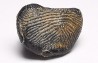 shark tooth Ptychodus decurrens - Cretaceous (Kansas)