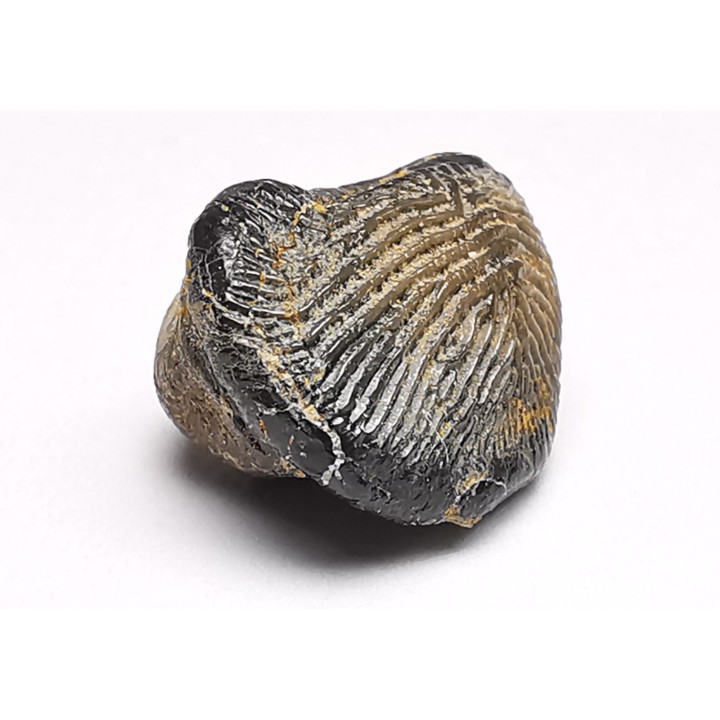 shark tooth Ptychodus decurrens - Cretaceous (Kansas)