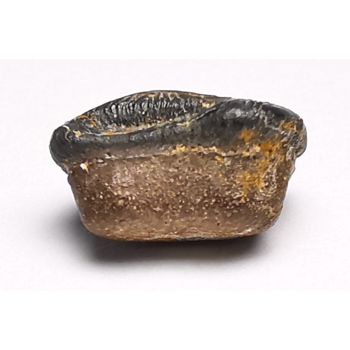 shark tooth Ptychodus decurrens - Cretaceous (Kansas)