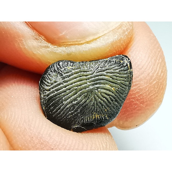 shark tooth Ptychodus decurrens - Cretaceous (Kansas)