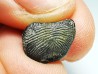 shark tooth Ptychodus decurrens - Cretaceous (Kansas)