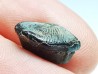 shark tooth Ptychodus decurrens - Cretaceous (Kansas)