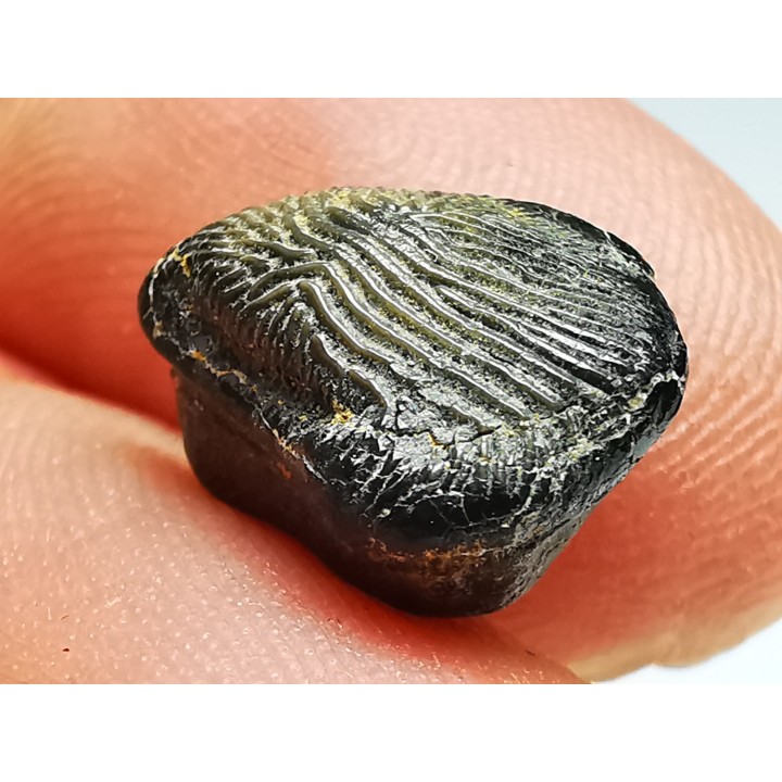 shark tooth Ptychodus decurrens - Cretaceous (Kansas)