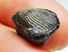 dent de requin Pychodus decurrens - Crétacé (Kansas)