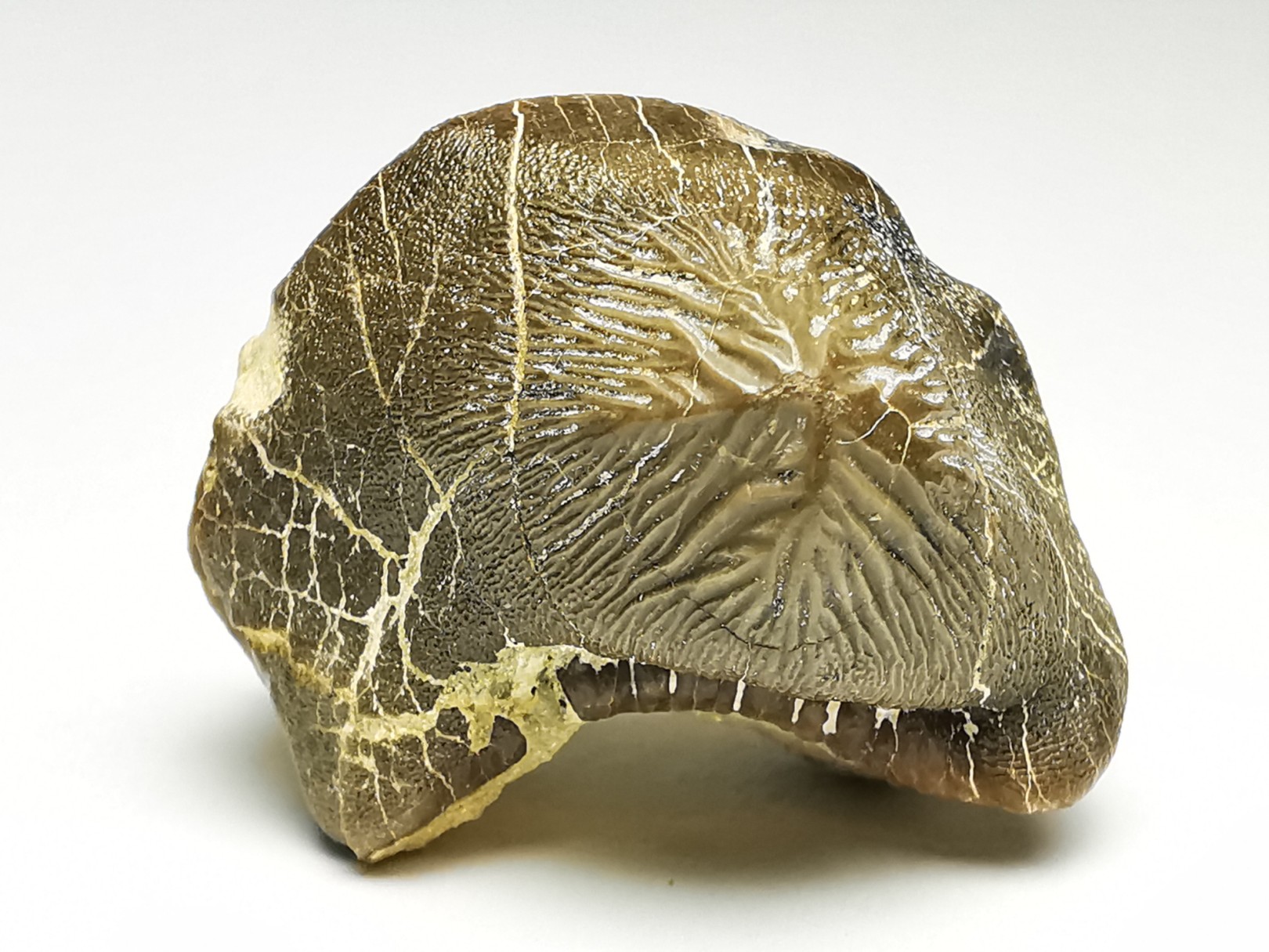 shark tooth Ptychodus mortoni - Cretaceous (Kansas)