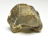 shark tooth Ptychodus mortoni - Cretaceous (Kansas)
