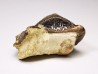 shark tooth Ptychodus mortoni - Cretaceous (Kansas)