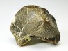 shark tooth Ptychodus mortoni - Cretaceous (Kansas)