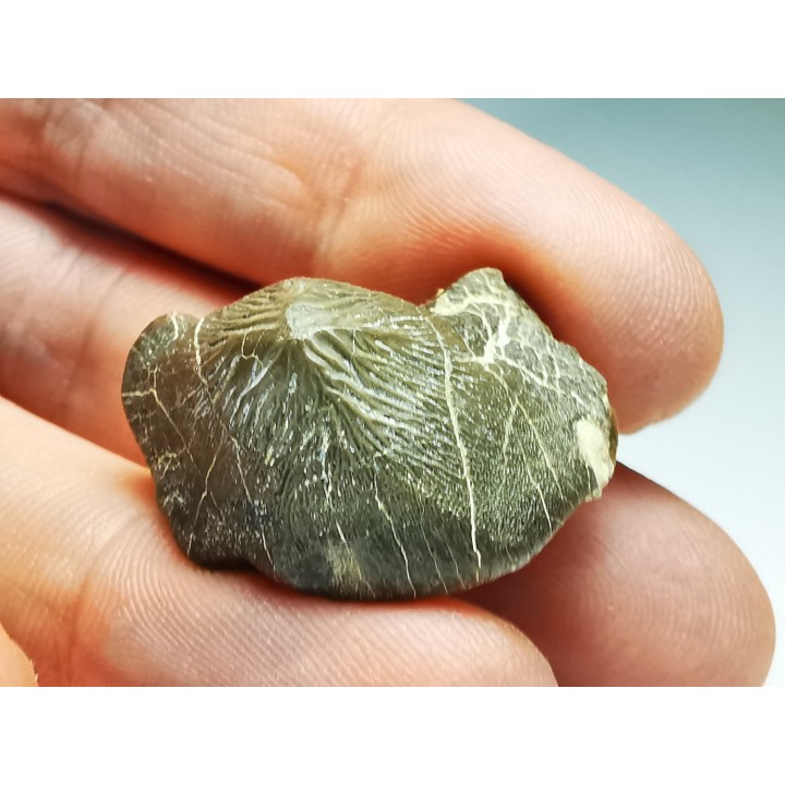 shark tooth Ptychodus mortoni - Cretaceous (Kansas)