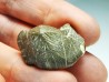shark tooth Ptychodus mortoni - Cretaceous (Kansas)