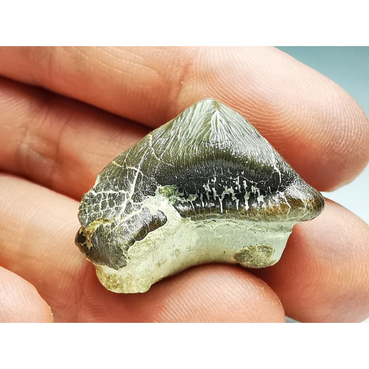 shark tooth Ptychodus mortoni - Cretaceous (Kansas)
