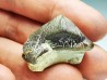 shark tooth Ptychodus mortoni - Cretaceous (Kansas)