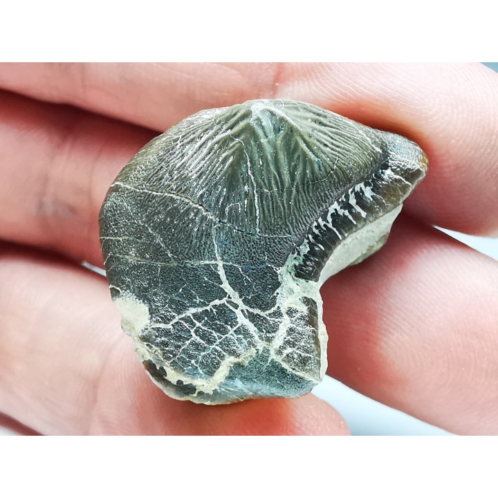 shark tooth Ptychodus mortoni - Cretaceous (Kansas)
