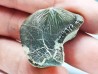 dent de requin Pychodus mortoni - Crétacé (Kansas)