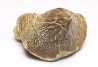 shark tooth Ptychodus mortoni - Cretaceous (Kansas)