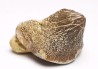 shark tooth Ptychodus mortoni - Cretaceous (Kansas)