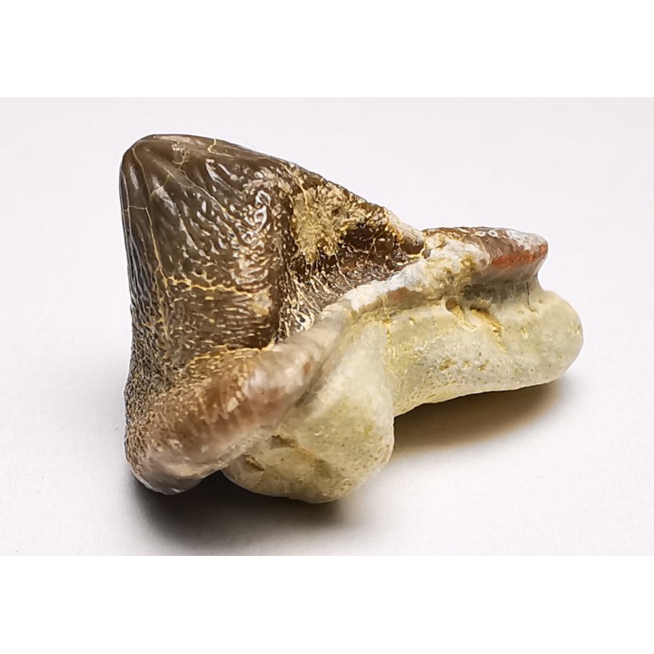 dent de requin Pychodus mortoni - Crétacé (Kansas)